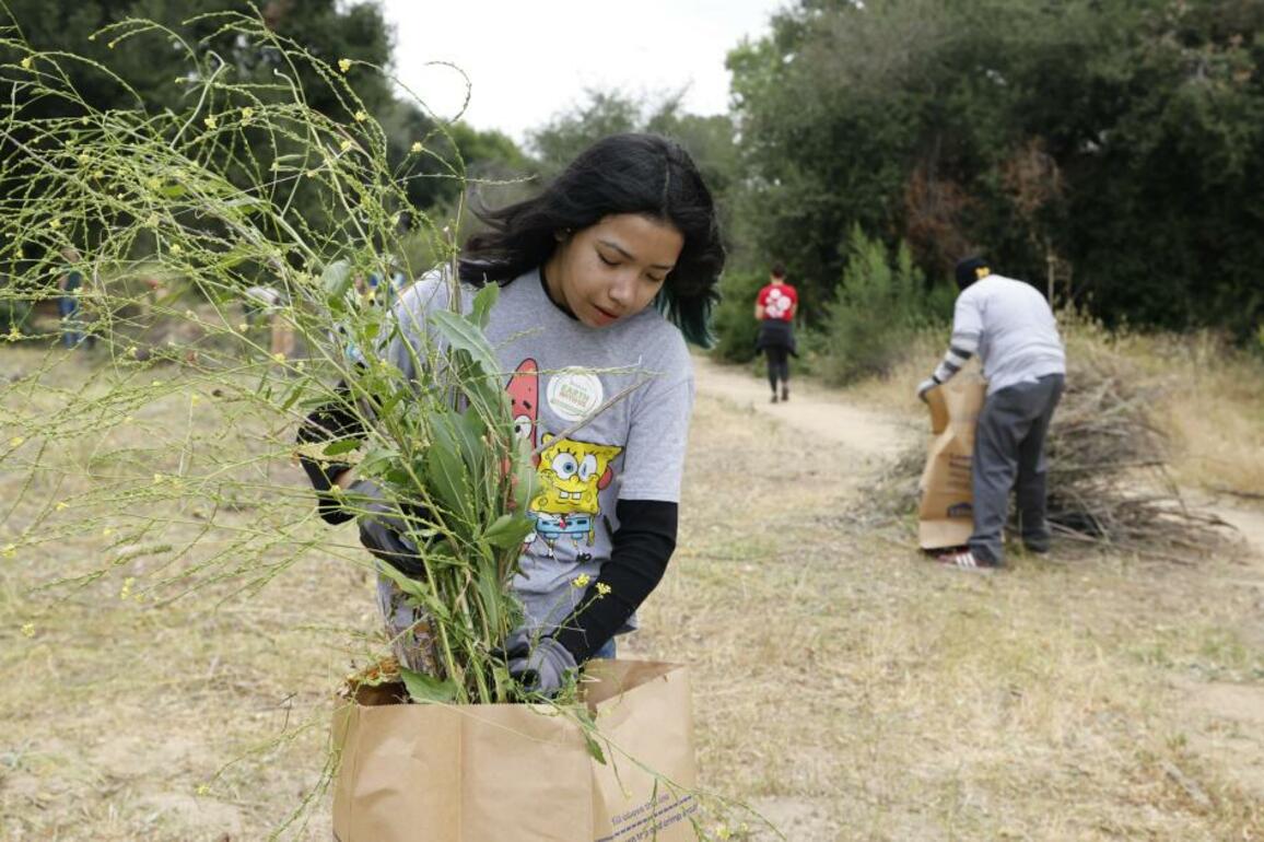 Volunteers clear invasive plants from Sepulveda Basin Wildlife Preserve