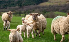 Get the most out of your lamb crop by efficient grassland usage