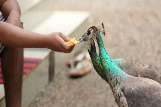 Two peahens raised by a turkey are now best friends of boy