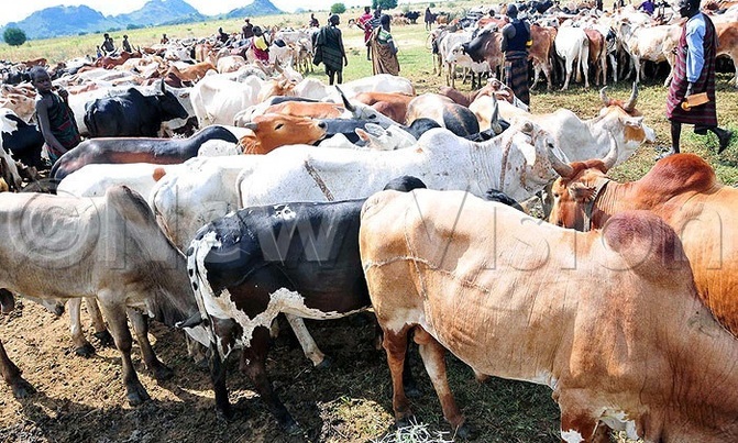 Army recovers over 3,000 stolen cows in Karamoja Army recovers over 3,000 stolen cows in Karamoja