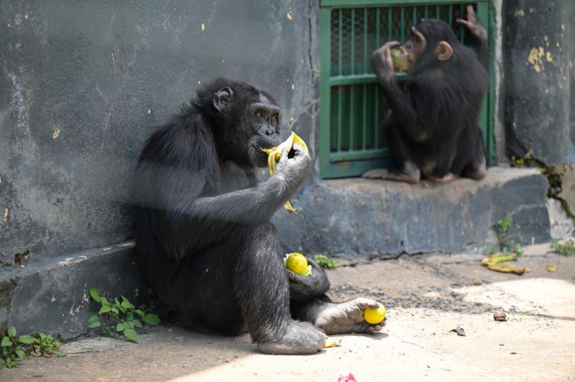 In Pics: Ol Pejeta Chimpanzee Sanctuary