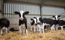 Calf Health - Preventing scours with good nutrition