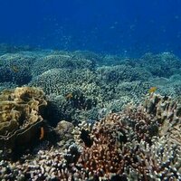 Estetika penting untuk konservasi, riset buktikan keindahan terumbu karang bisa diukur dan dipulihkan
