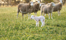 Sheep industry goes from strength to strength