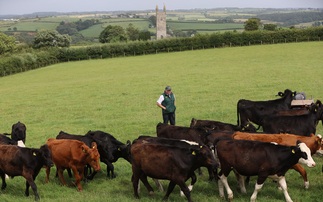 How one Cornish farm is rearing beef efficiently and sustainably