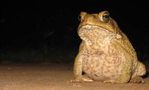 Cane toad invasion.