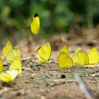 Butterflies, beetles and other tropical insects are being devastated by climate-fuelled El Nino events