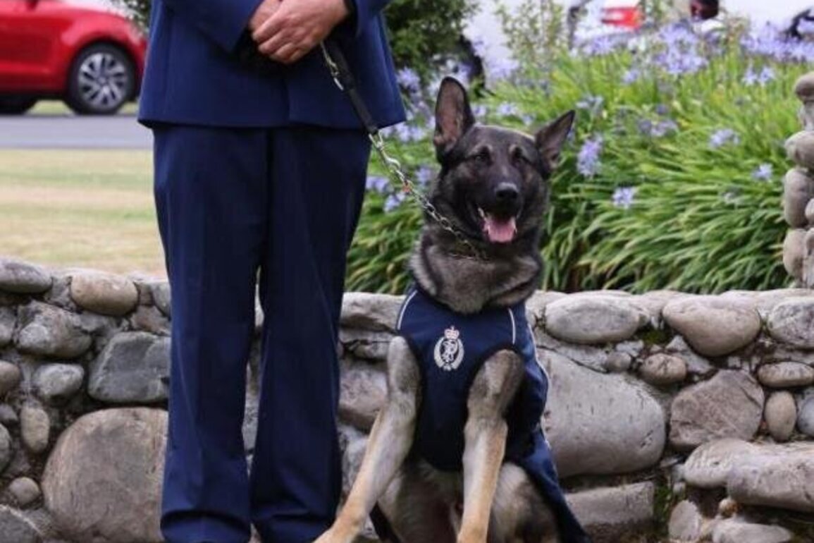 Police welcome new dog teams for Christmas