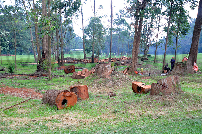 ome of the old trees that have been cut at the itante golf course hoto by ichael subuga