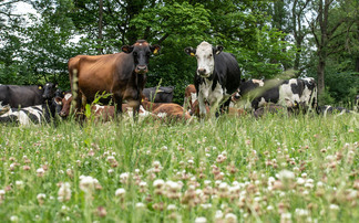 Waitrose ups unhomogenised milk production as demand soars