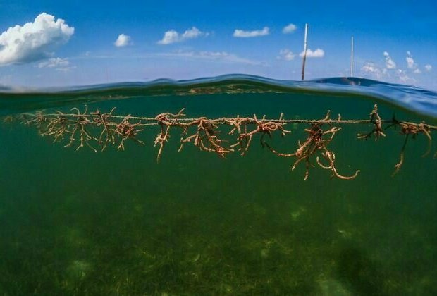 Expanding seaweed farms pose a risk to vital marine life