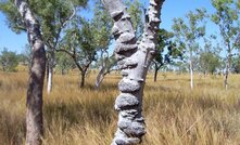  Speewah in the east Kimberley 