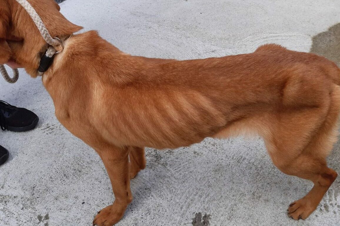 Fraserburgh man left three dogs starving in tiny cage
