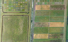 Climate change: Could rice become a viable crop for UK farmers?