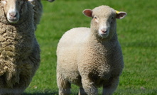 MLA reports Australian sheep producers have remained cautious this year, despite improved market strength and stability.