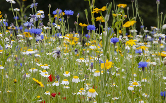 Biodiversity Net Gain: Study argues tweaks could make rules twice as effective for nature