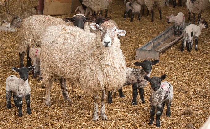 Sheep special: Mastitis – what are the signs and symptoms to look out for?