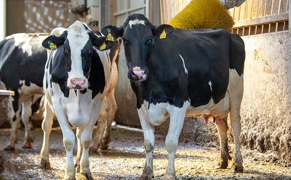 Can 'cow playtime' help dairy win friends?