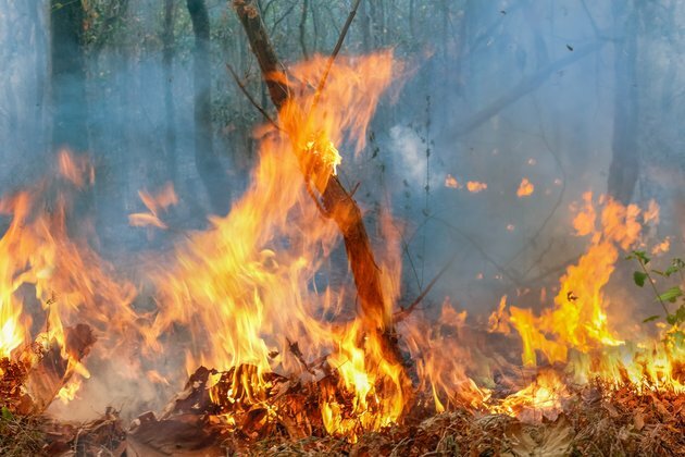 Amazon fires: what will happen if they keep burning?