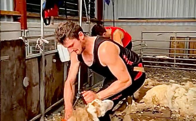 Welsh shearer attempts British Shearing Record