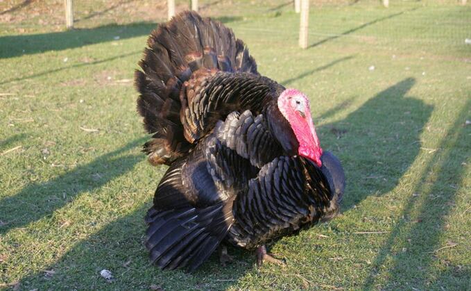 Native breed turkeys give a 'commercial advantage'