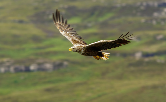 Bank of England's banknote shortlist called into question after inclusion of white-tailed eagle