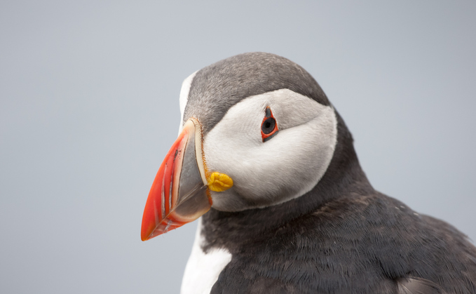 New oil and gas 'blocks' set to intersect with Marine Protected Areas, campaigners warn