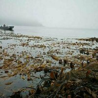 Can kelp forests help tackle climate change?
