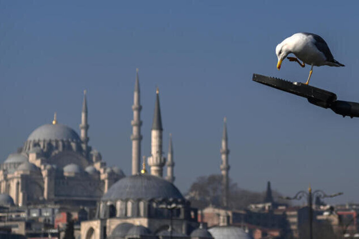 Nearly an own gull! CPR performed on bird at Turkey football match