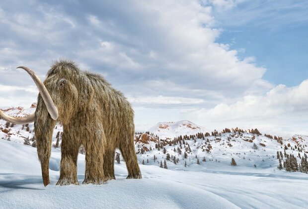 US company wants to resurrect mammoths