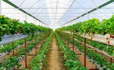 Cost inflation and low selling prices squeeze horticulture margins