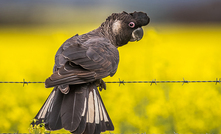 Carnaby's Black Cockatoo. Image: Georgina Steytler 