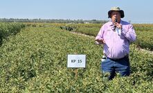 Queensland DPI research scientist, Bruce Winter, says piogeonpea could have potential in northern grain growing regions.