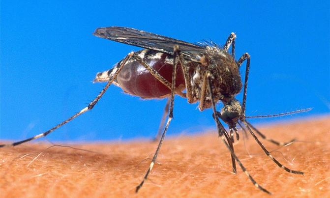 Bite-mimicking malaria vaccine shows promise Bite-mimicking malaria vaccine shows promise