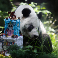 MEXICO-MEXICO CITY-GIANT PANDA-BIRTHDAY CELEBRATION