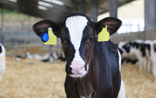 Partner Insight: Youngstock as the foundation of future productivity
