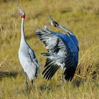 Want to see Australia's rare and remarkable species for yourself? Here are 10 standout spots