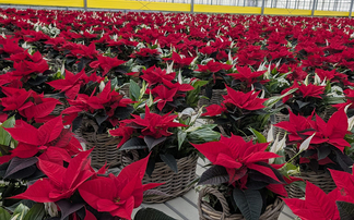 UK-grown poinsettia flowers make £1m+ presence on the Christmas market
