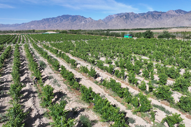CHINA-NINGXIA-WINE GRAPE-VITICULTURE (CN)