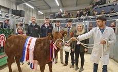 Melton Mowbray show potential cattle champion sells for £10,200