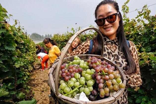 Old crafts, new industries reshape towns in north China