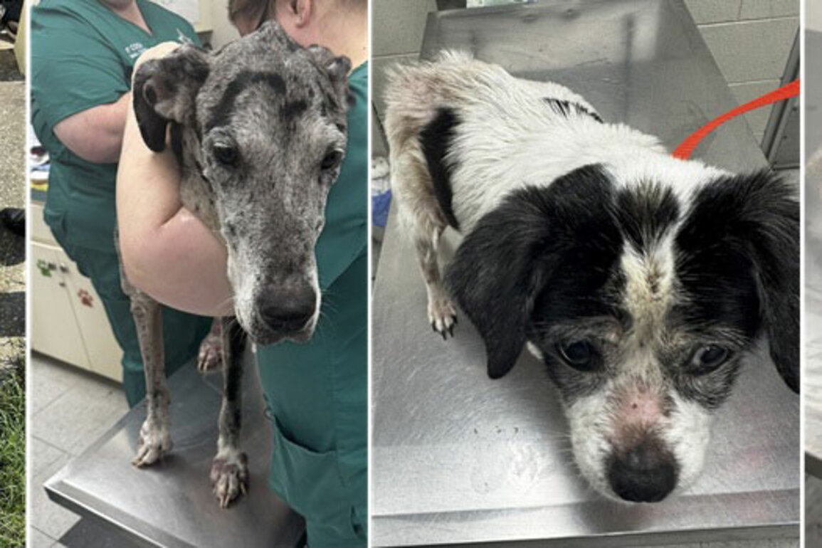 Central Florida Public Utilities Director Charged for Neglecting Two Dogs