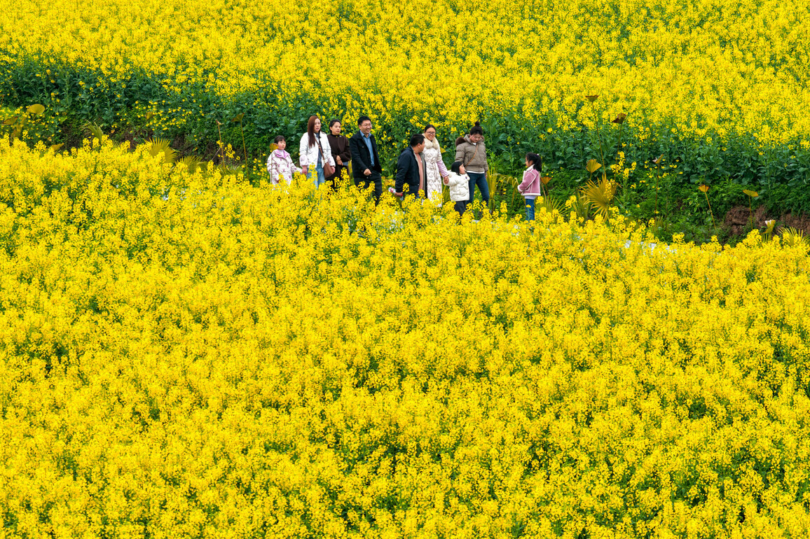 CHINA-CHONGQING-RAPESEED FLOWER (CN)