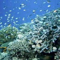 Coral reefs face an uncertain recovery from the 4th global mass bleaching event - can climate refuges help?