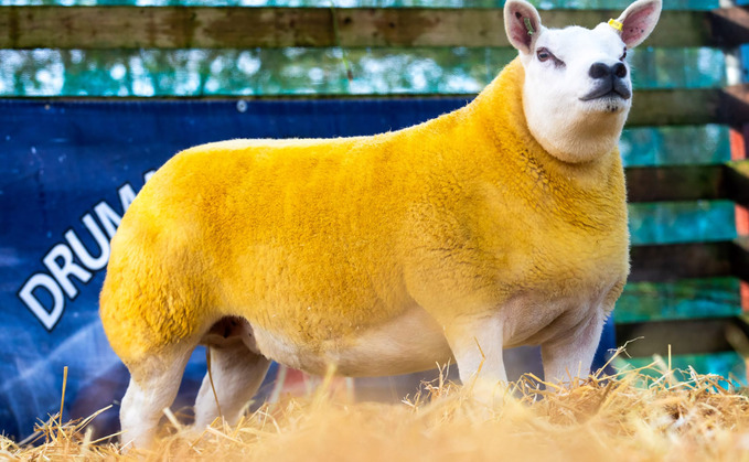 Top price Texel gimmer at 3,000gns from S. McNeilly, Ballyclare.