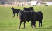 Cattle Australia calls for beef emissions regulations upgrade