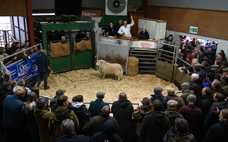 Talybont tups top at 16,000gns