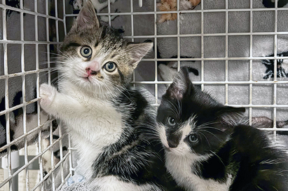 Stray kittens rescued at Jeld-Wen manufacturing site following stakeout
