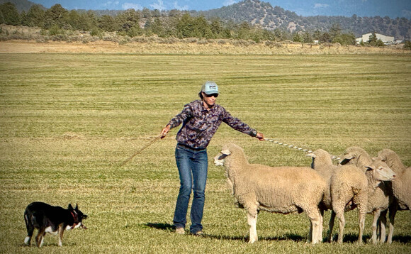Dog handler focus - Hayley Hunewill: "Their intelligence, instinct and stamina make my operation possible."