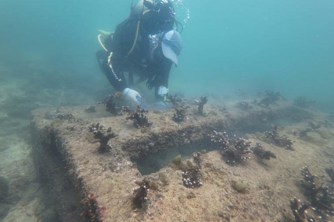 China's coral spawning breakthrough offers fresh hope for threatened reefs
